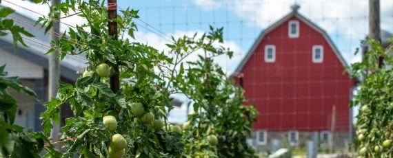 Tomatoes on the vine at the Farm