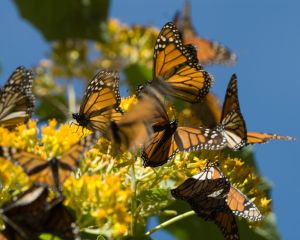 Monarchs on yellow flowers