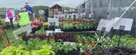 People shopping at the plant sale