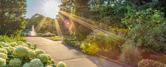 Perennial garden in the morning with sunshine