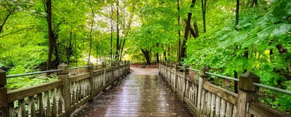 Wet bridge and green trees