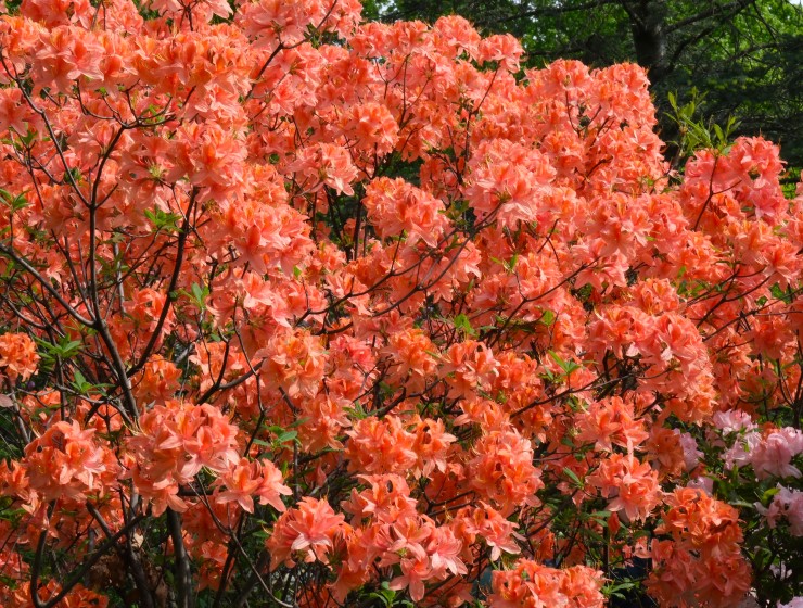 Rhododendron 'Spicy Lights' 