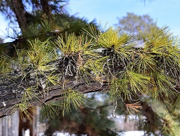 Pinus rigada