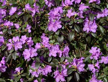 Rhododendron 'P.J.M. Compact'