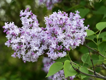 Syringa x hyacinthiflora 'Evangeline'