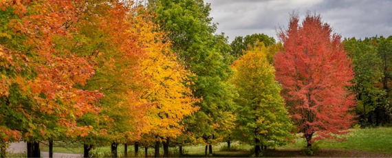 Orange, green, yellow & red trees in a row