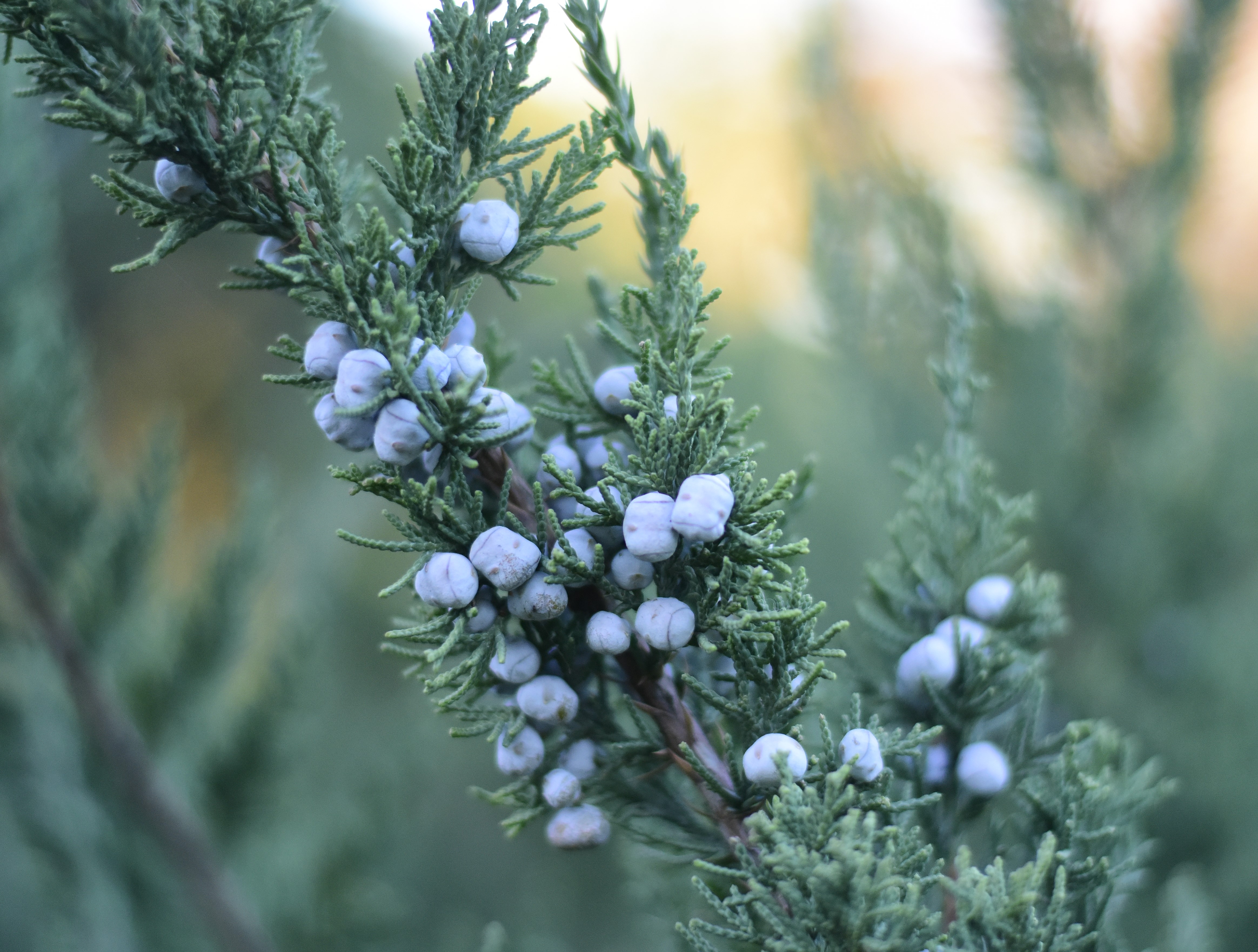 Juniperus chinensis 'Maney'