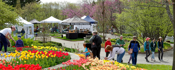 People smelling tulips and exploring the may markets