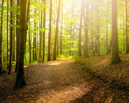 Mindful forest path, photo by kimkuperkova/Shutterstock