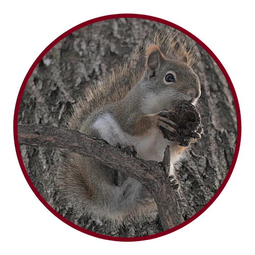 Squirrel on a branch with an acorn