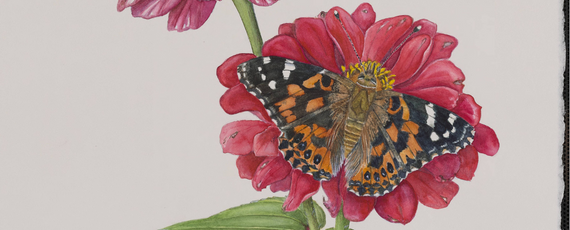 Flora and fauna illustration of butterfly on pink zinnia