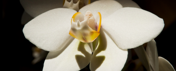 White orchid at night