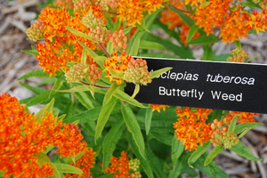Butterfly weed with id sign