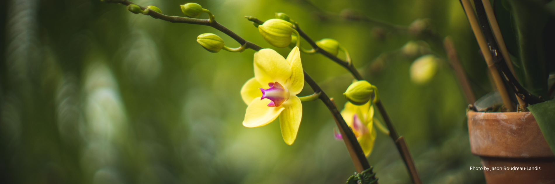 Yellow hanging orchid