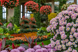 Purple and red mums at Longwood Gardens