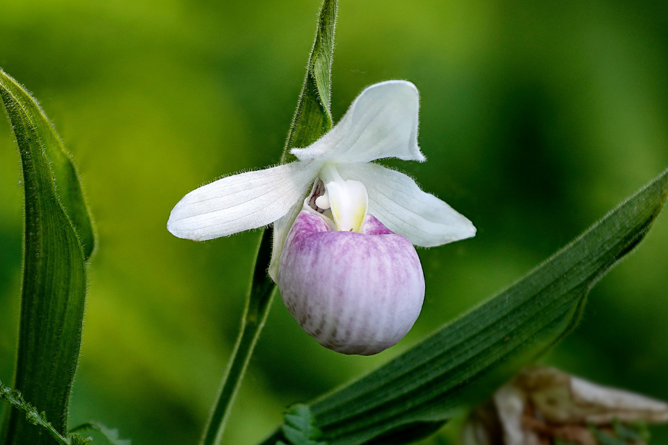 Close up of the Showy Lady's Slipper