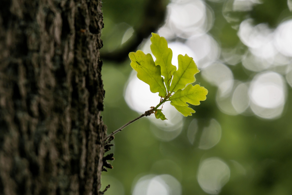 Green oak leaf on a tree