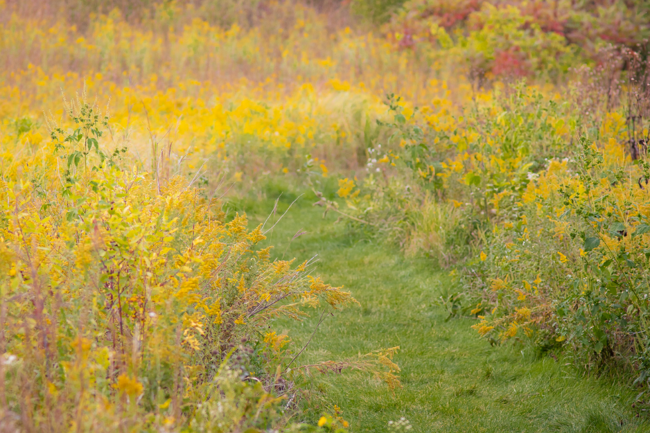 Spring peeper meadow landscape with trail