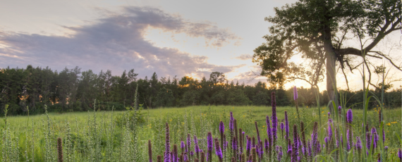 Purple flowers in the prairie with a tree and sunset in the background
