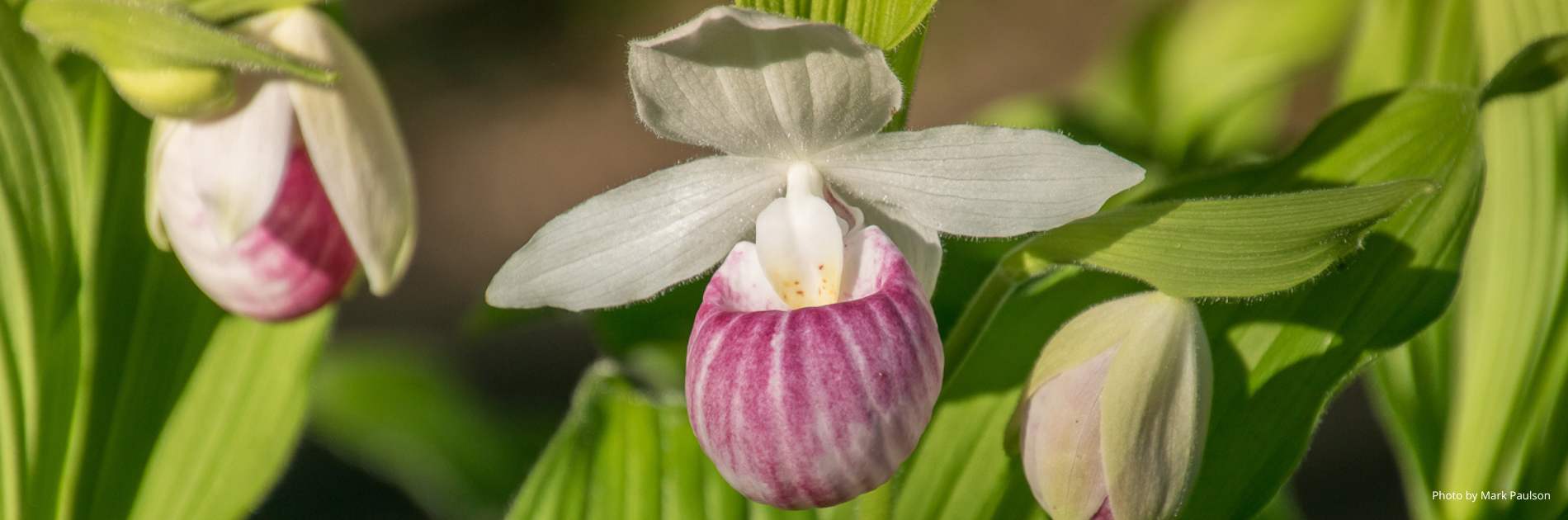 Pink and white lady slipper