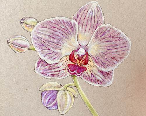 orchid drawings pencil