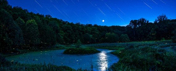 Fireflies at night over a pond