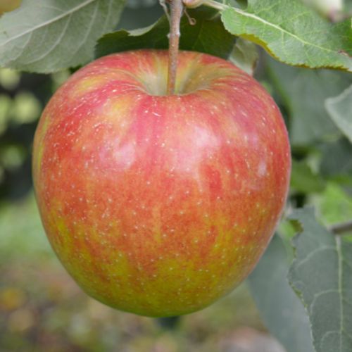 Cortland apple