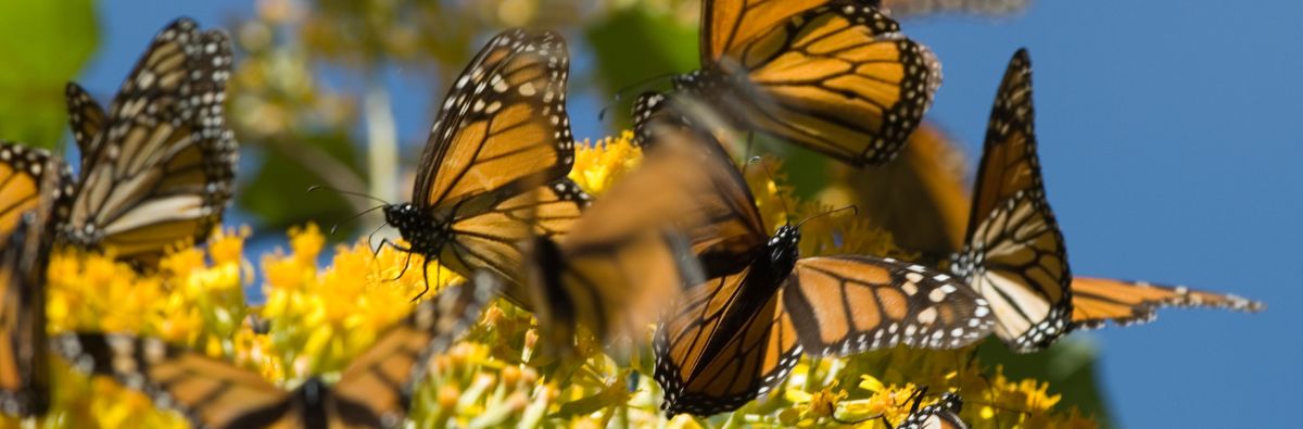 Multiple monarch butterflies on yellow flowers