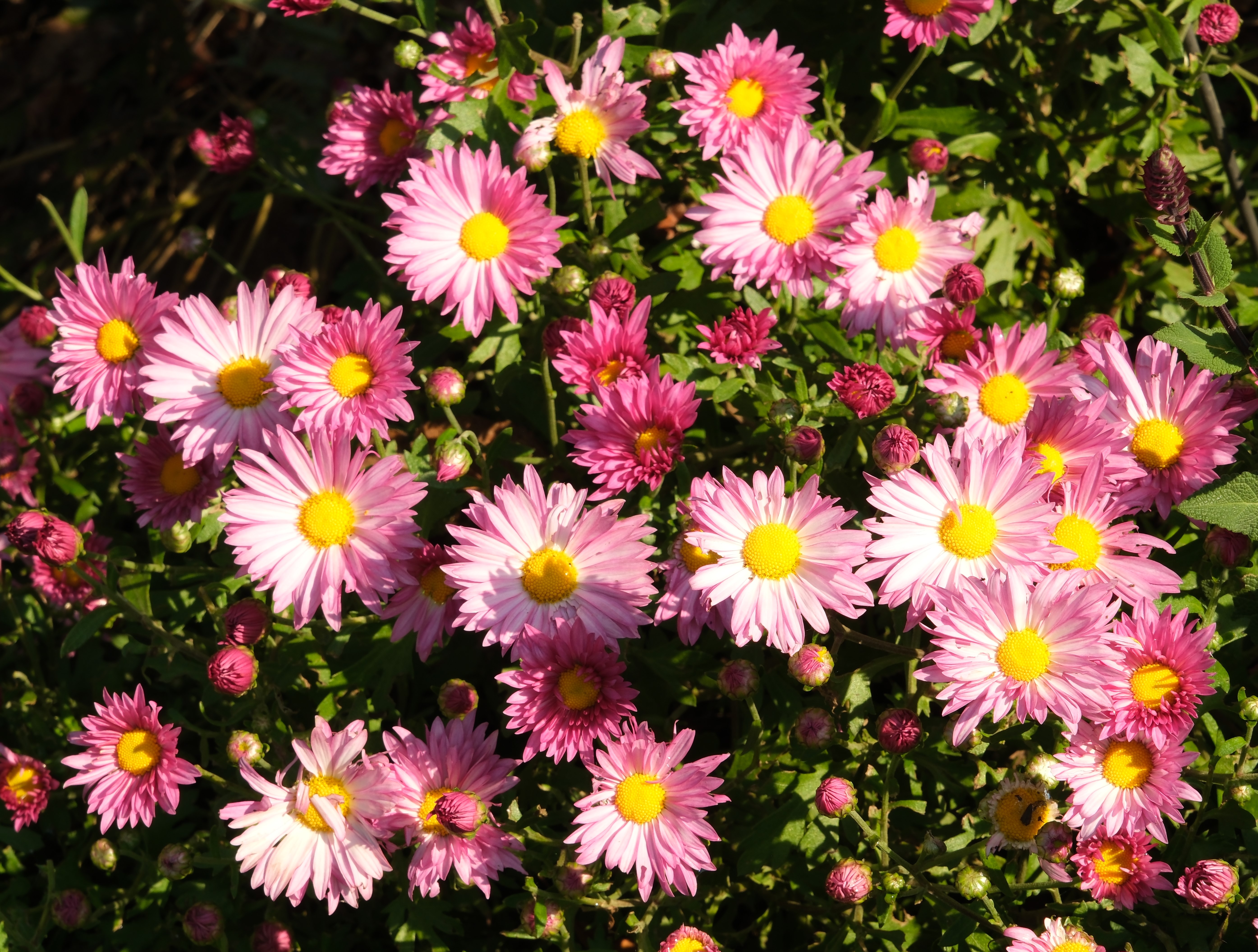 Chrysanthemum '01-127-1' Mammoth (TM) Dark Pink Daisy