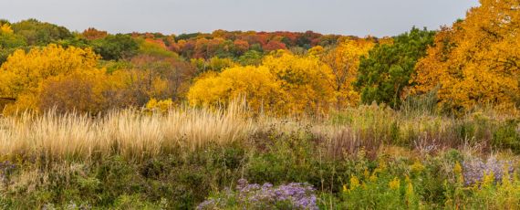 Fall grasses and yellow trees