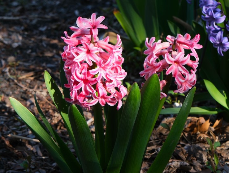 Hyacinthus orientalis 'Pink Pearl'