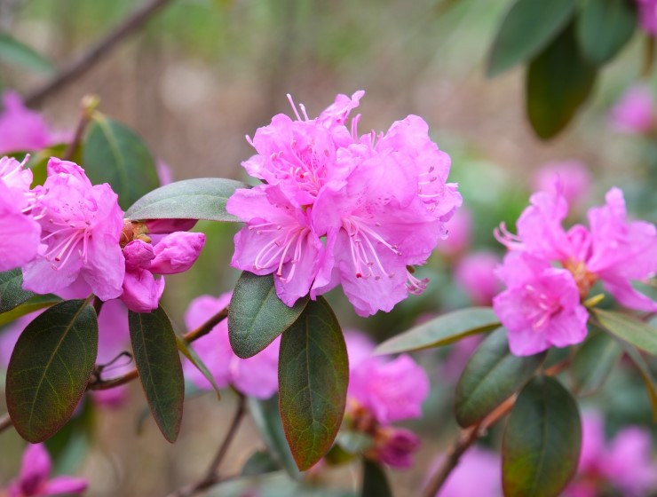 Rhododendron 'PJM' 2