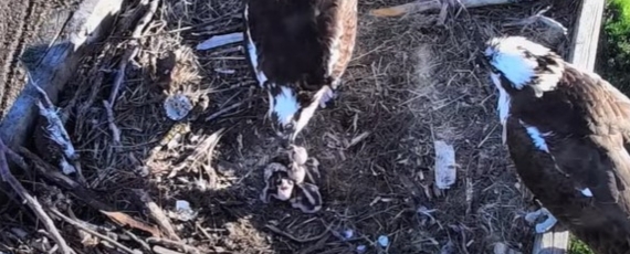 Mom osprey feeding 3 babies