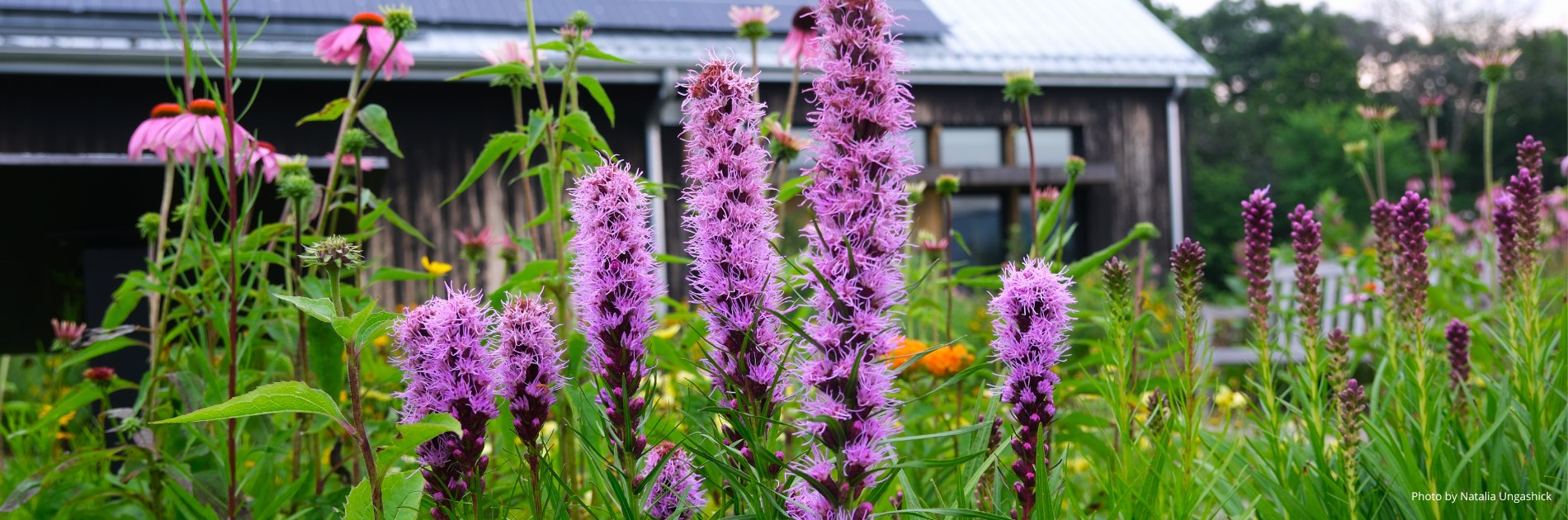 Liatris in front of the bee center