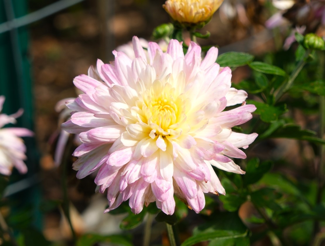 Chrysanthemum 'Snowscape'