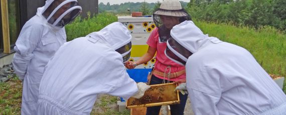People harvesting honey by the beehives