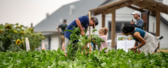 Kids harvesting sugar beets at the Farm