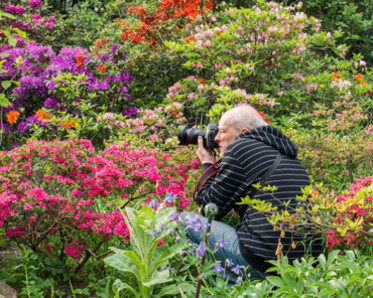 photographer in a garden of azaleas, Photo by Nowaczyk/shutterstock