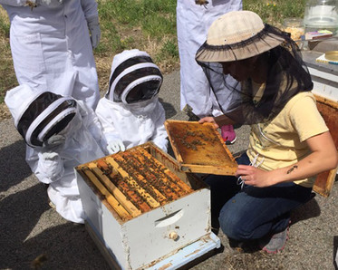 Beekeeper Ping shows a frame of bees to participants. Photo by Tom LeMay.