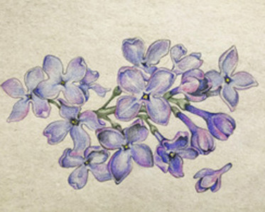 Lilac drawing by Instructor Aryn Lill