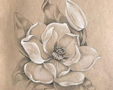 drawing of a magnolia by Instructor Aryn Lill