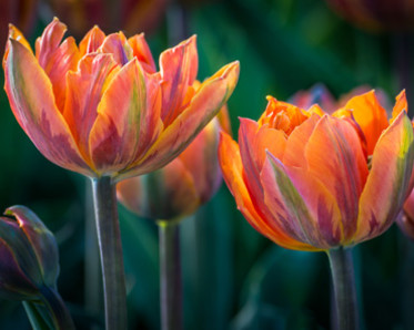 Spring tulips, Photo by Don Olson, Arboretum Photographers' Society