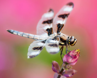 dragonfly on a branch, photo by Mark MacLennan, Arboretum Photographers' Society