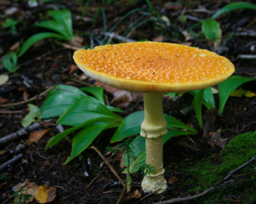 wild mushroom, photo by Franklin Krebs/shutterstock