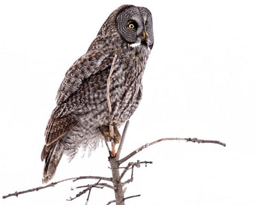 winter owl, photo by Instructor Don Tredinnick.