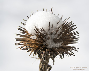 winter macro photograph by Instructor Don Tredinnick