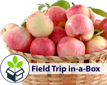 Bushel of apples in a basket, Field Trip in-a-Box
