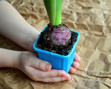 child with a hyacinth bulb, photo by irisha_s/Shutterstock