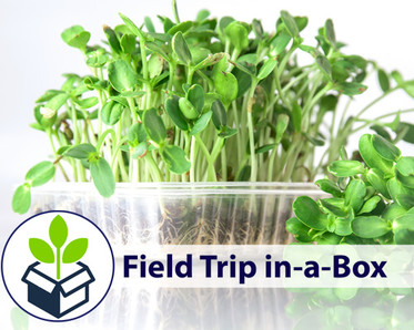 microgreens for Food Field Trip in-a-Box