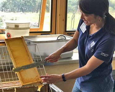 Beekeeper Ping harvests honey in the Bee Center.